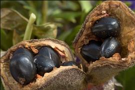   Fruit, seed:   Paeonia officinalis , dehisced fruits showing black seeds; Photo by A. Trnkoczy, CalPhotos
